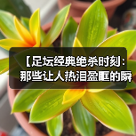【足坛经典绝杀时刻:那些让人热泪盈眶的瞬间】(图4) 【足坛经典绝杀时刻:那些让人热泪盈眶的瞬间】(图4)
