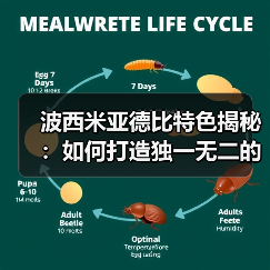 波西米亚德比特色揭秘：如何打造独一无二的比赛氛围（图2）