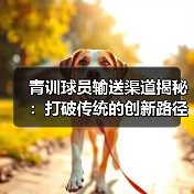 青训球员输送渠道揭秘：打破传统的创新路径（图3）