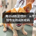 青训训练营组织：从零到专业的成长密码 - 玄熵西汉姆联