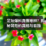 足坛爆料真假难辨?揭秘背后的真相与套路(图4) 足坛爆料真假难辨?揭秘背后的真相与套路(图4)